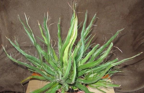 merveilleux agave