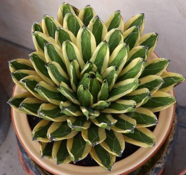 agave con hojas abigarradas