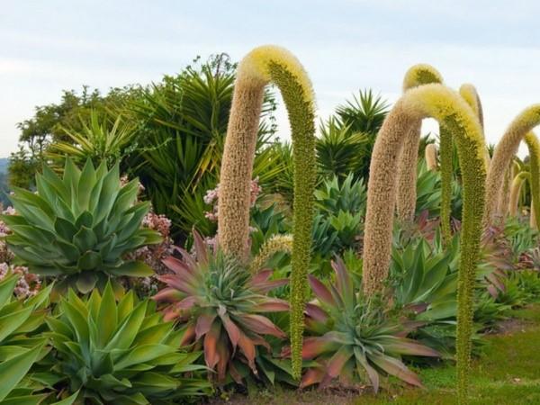 agave en la naturaleza