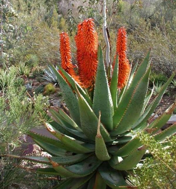 inflorescencias de agave brillante