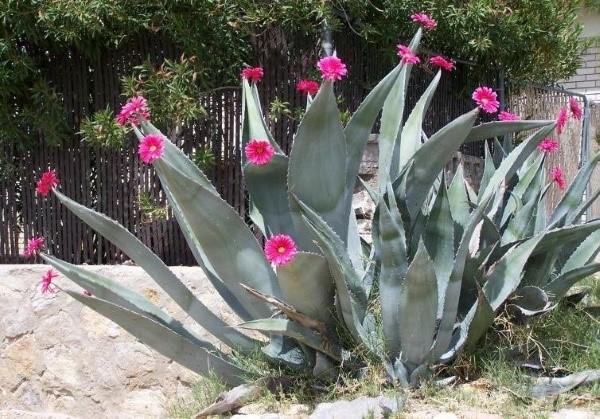 flores de agave individuales