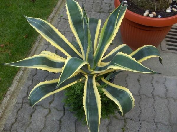 agave en la terraza