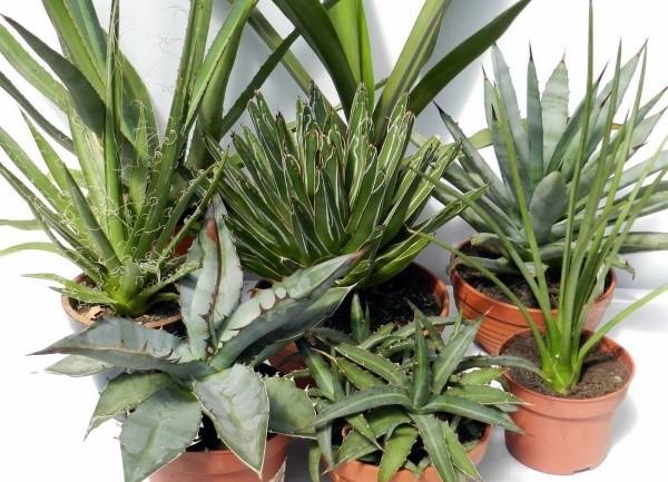 cuidado de agave en casa