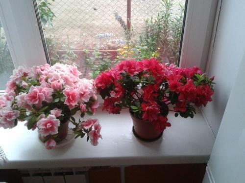 azalea en la ventana