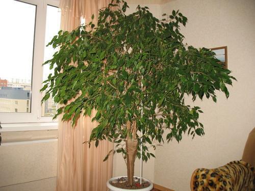 ficus dans la chambre