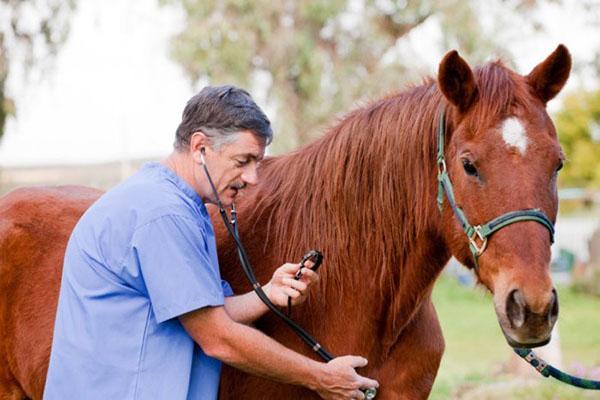bilan de cheval