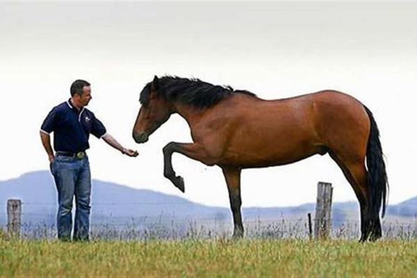 manipulation des chevaux