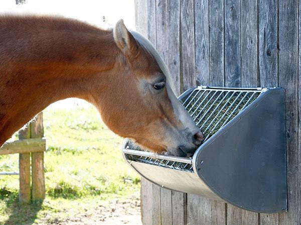 mangeoire pour chevaux