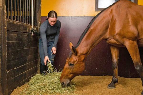 alimentation des chevaux