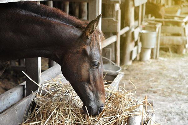 foin pour un cheval en hiver