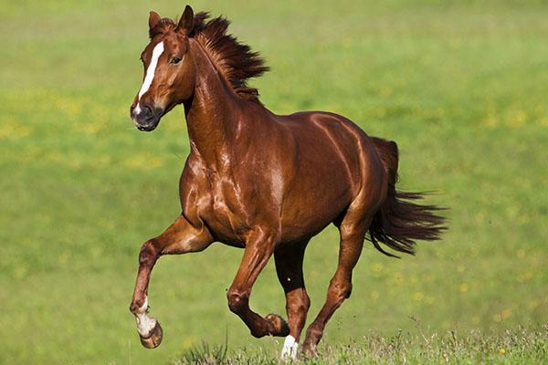 caballo fuerte y saludable