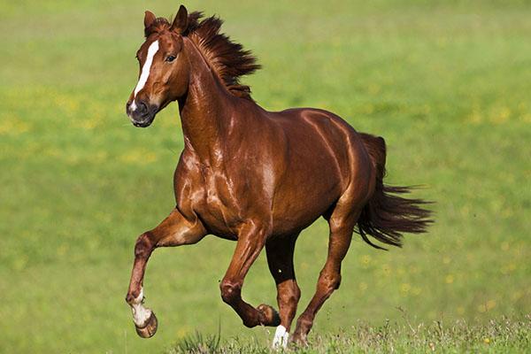 cheval fort en bonne santé