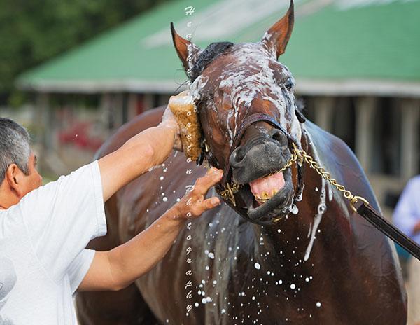 baigner un cheval
