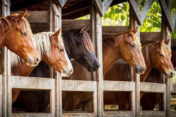 soins aux chevaux