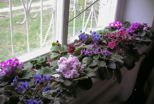 violetas en la ventana