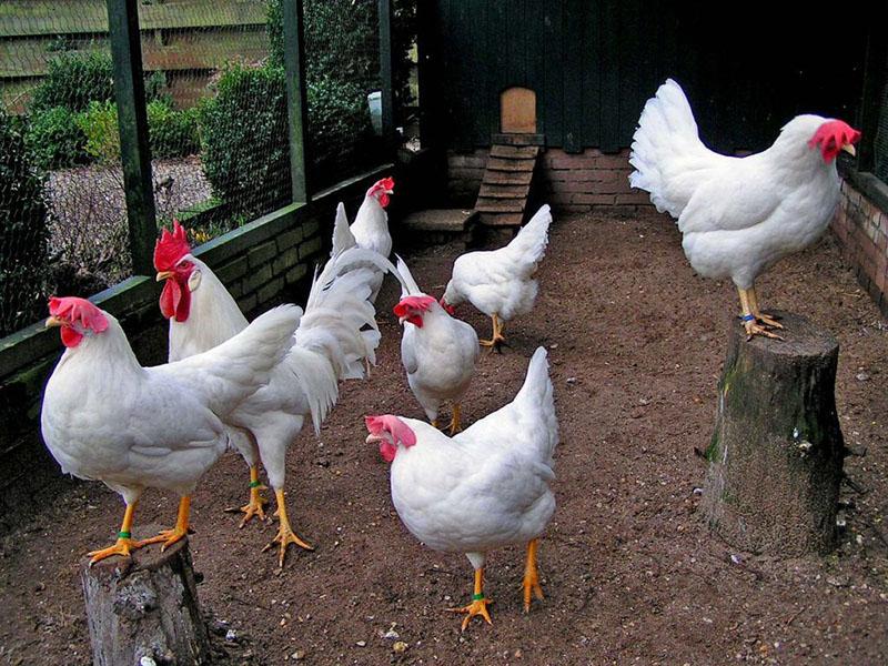 leghorn blanco como la nieve