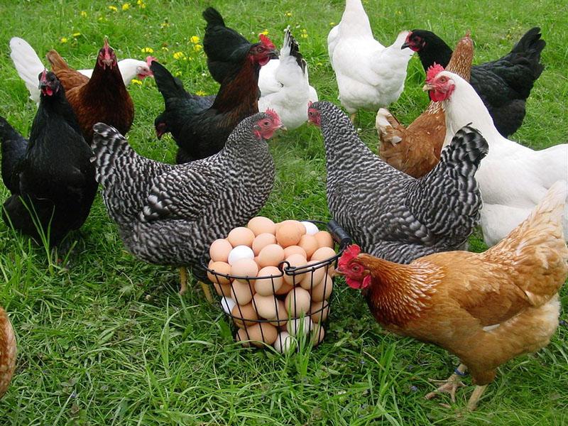élevage réussi de poulets dominants