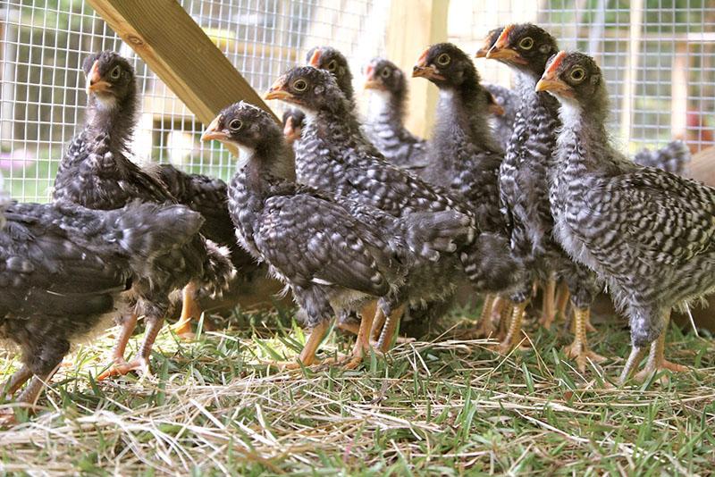 poulets de la race dominante