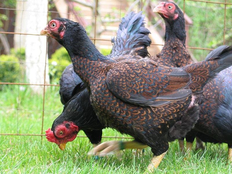 poulets de Cornouailles