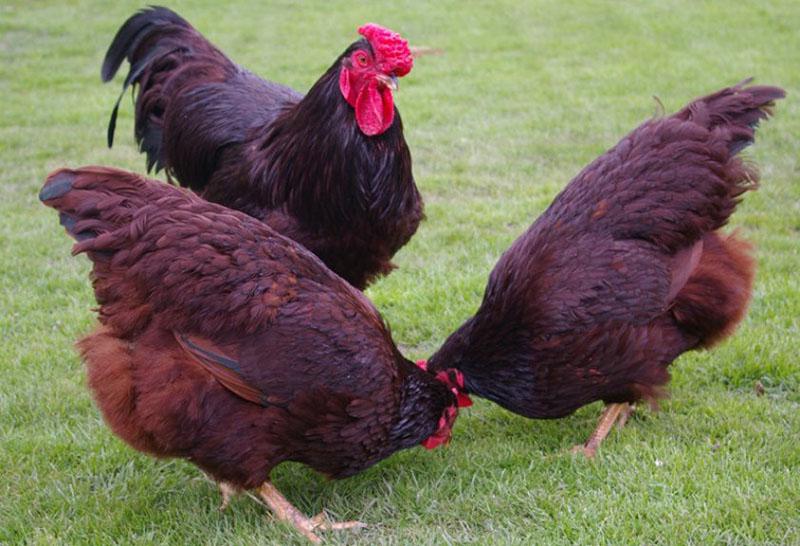 Pollos de Rhode Island