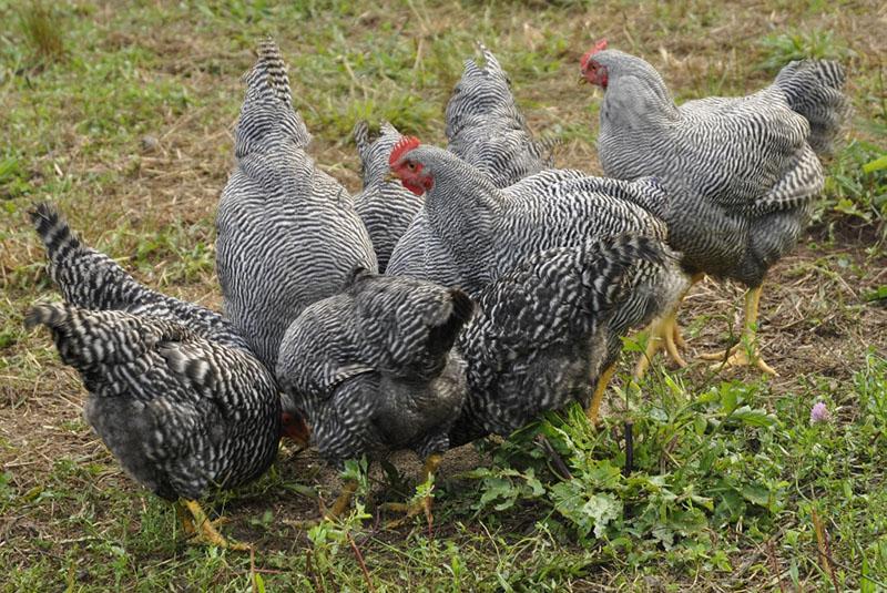 Poulets de Plymouthrock