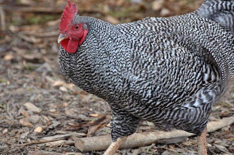 élevage de poulets dominants