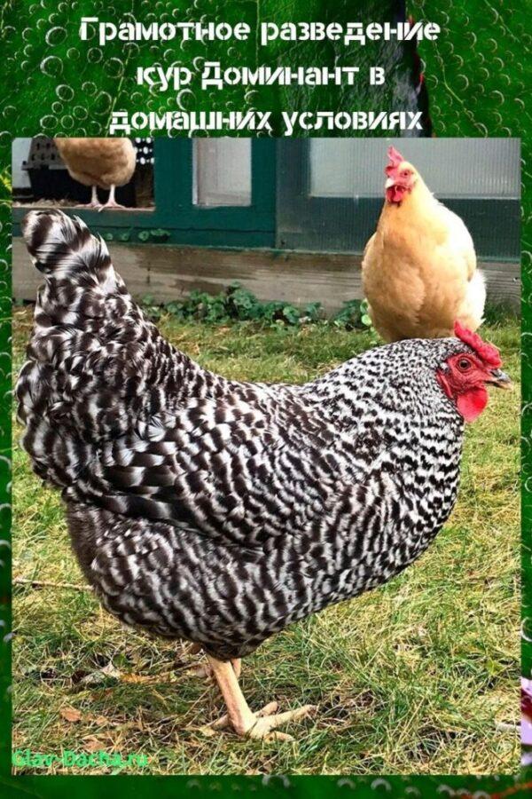 élevage de poulets dominants