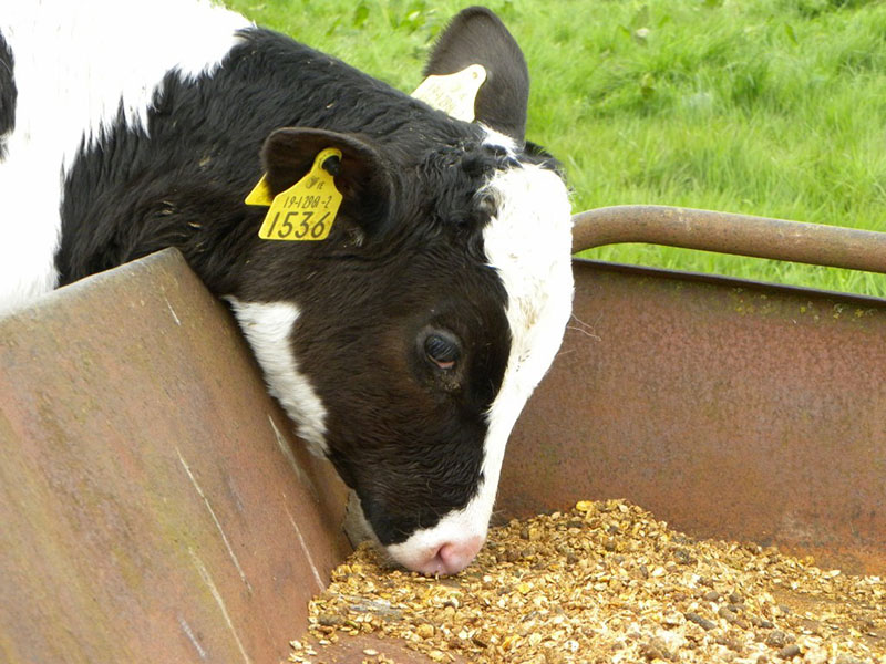 alimentation avec un mélange de céréales spécial