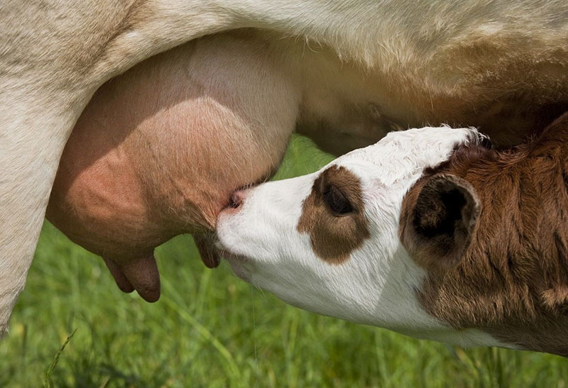 le veau boit du colostrum