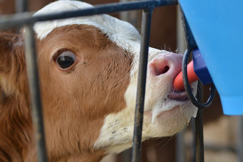 el ternero bebe leche del pezón