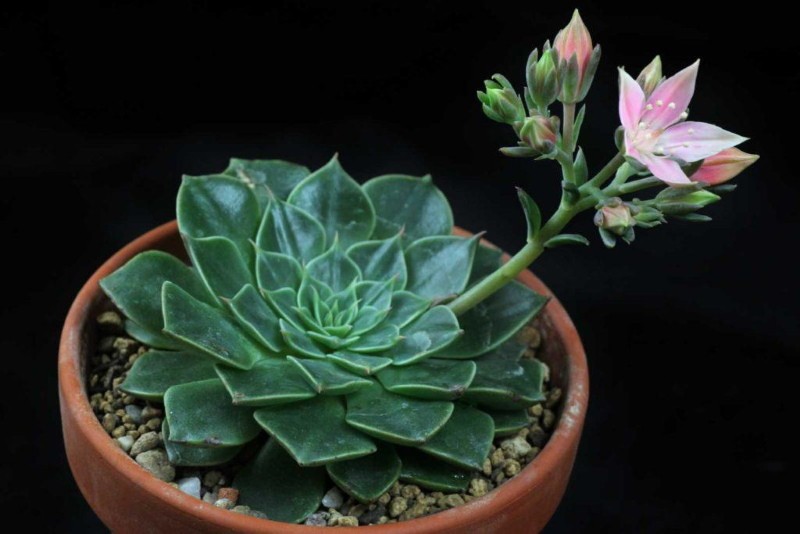 descripción de graptopetalum