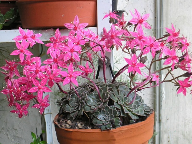 graptopetalum floreciente