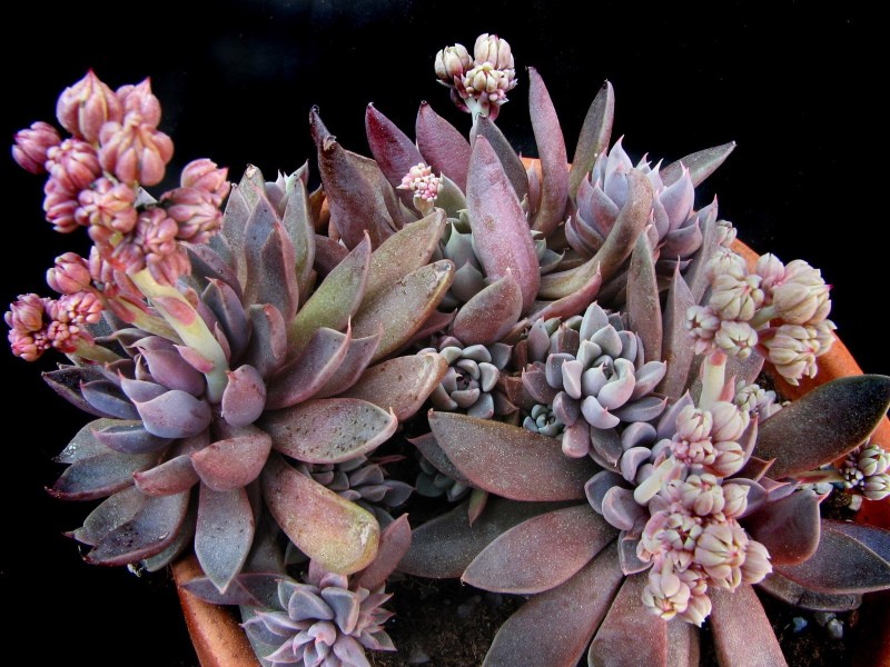 cómo cuidar graptopetalum en una olla