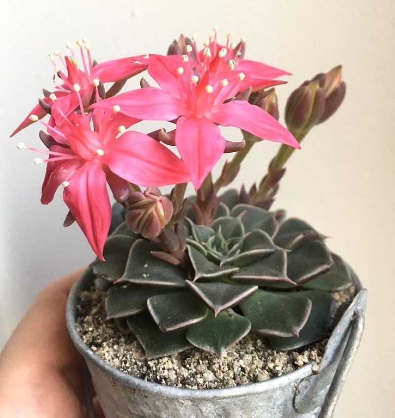 atención domiciliaria de graptopetalum