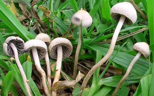 champignons sur la pelouse