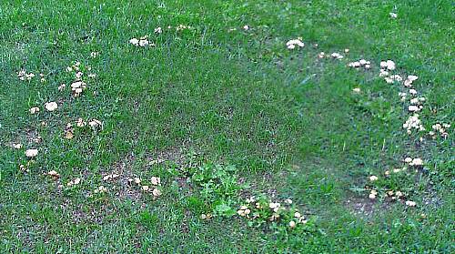 Toadstools en el césped