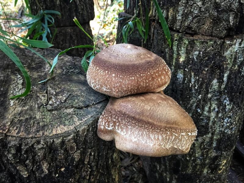 arbre shiitake