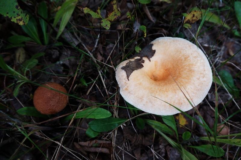 hongos volnushki foto y descripción de especies falsas