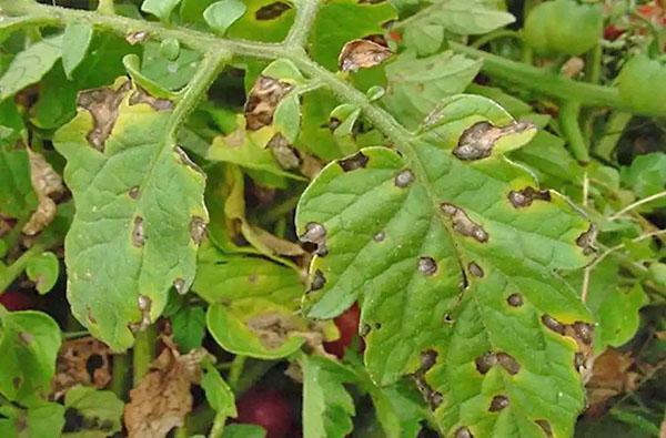 infección por hongos Alternaria