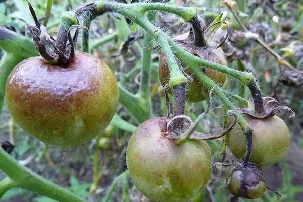 les tomates doivent être détruites