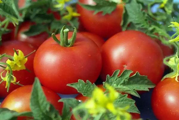 récolte de tomates