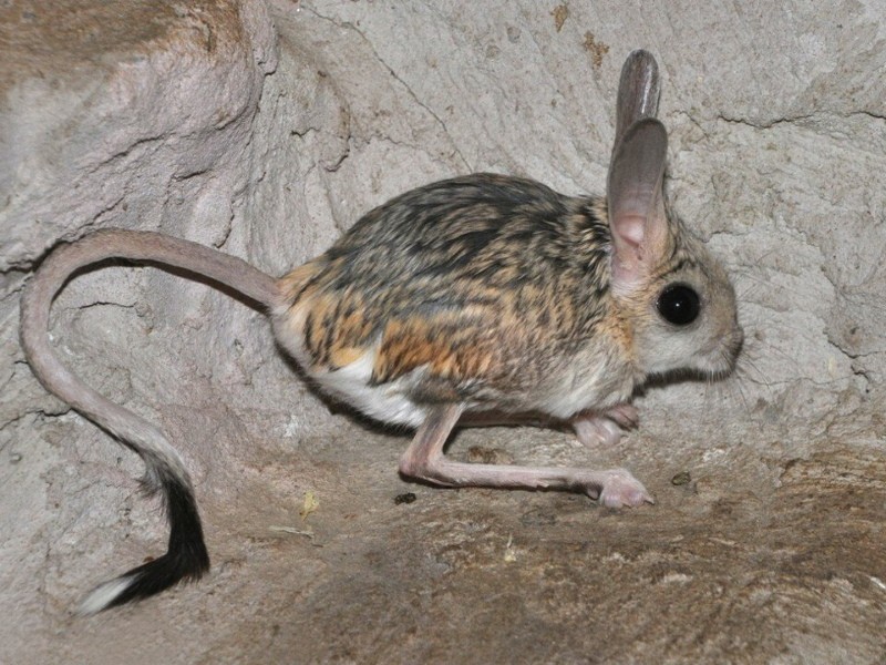 jerbo o liebre de tierra