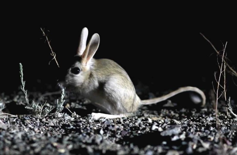 la forma de vida de una liebre de tierra