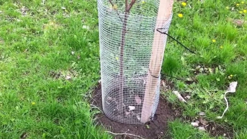 cómo proteger un jardín de una liebre de tierra