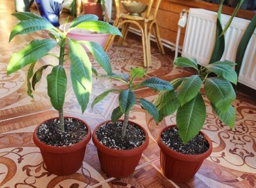 pot pour plumeria