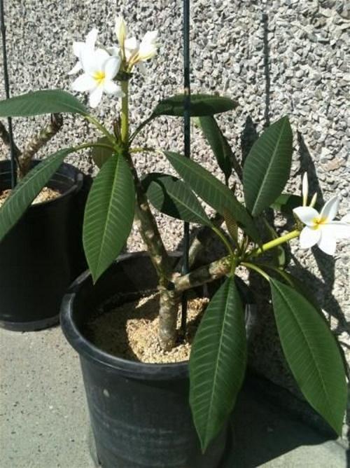 terre pour plumeria