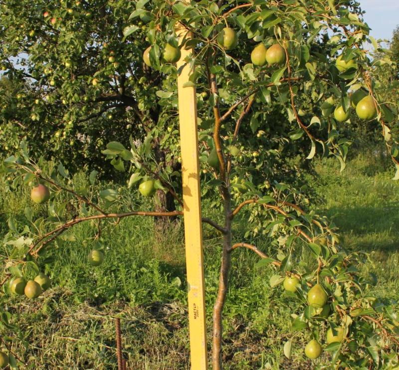 rosée d'août jeune poire