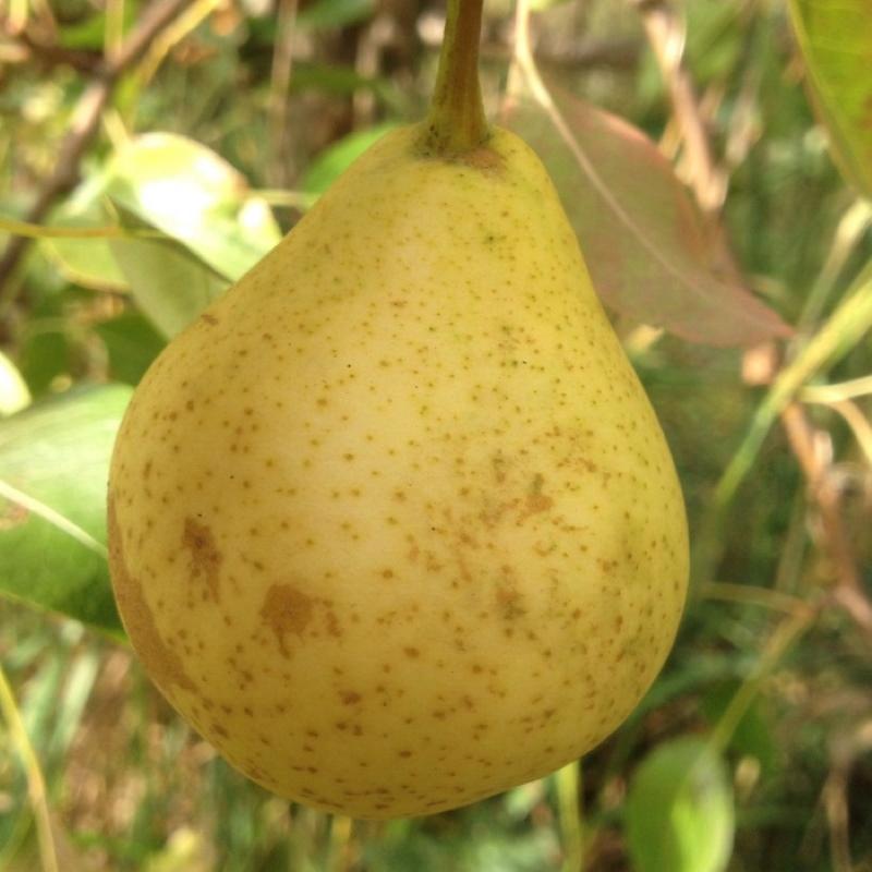 fruits de la rosée d'août