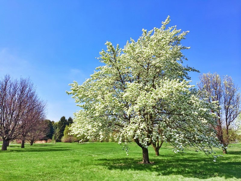 cultivo de pera de invierno de lados rojos