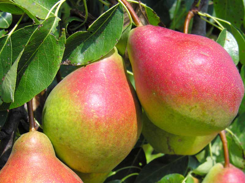 maduran los frutos de la pera de lados rojos